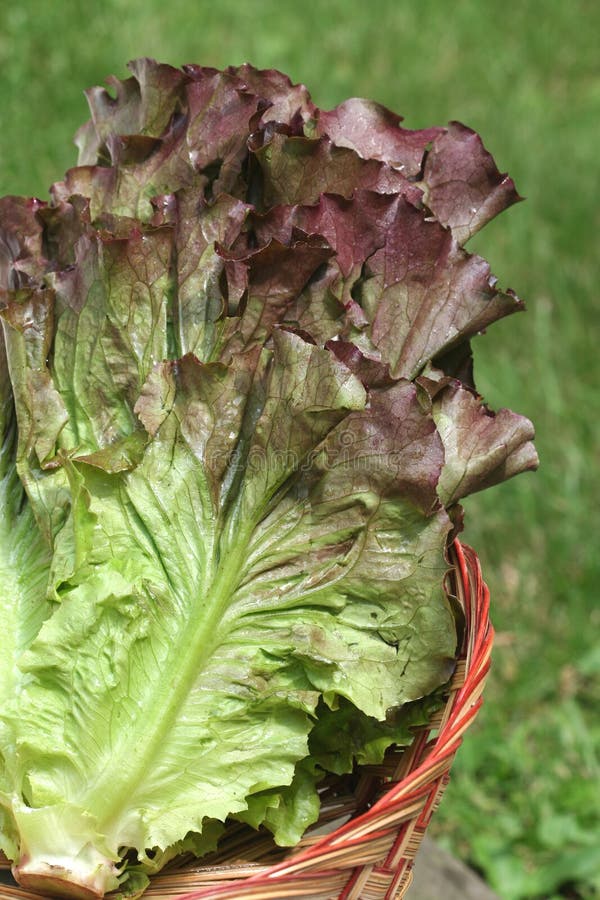 Red Leaf Lettuce stock image. Image of garden, salad, organic 3028493