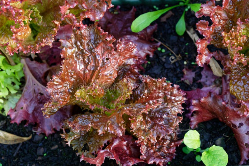 A Red Leaf Lettuce Growing In The Home Garden The Leaves Are