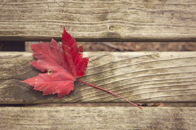 Red leaf on park bench in the fall