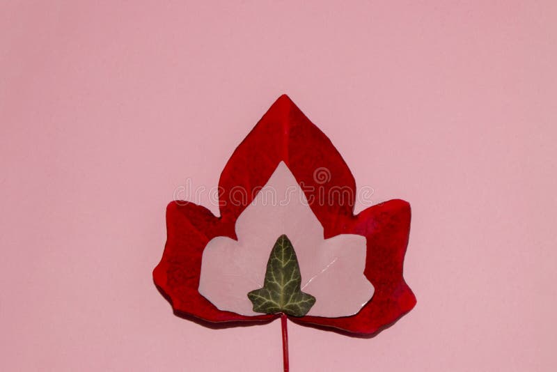 Red leaf in it pink leaf in it green creative art natural concept on pink background copy space royalty free stock images