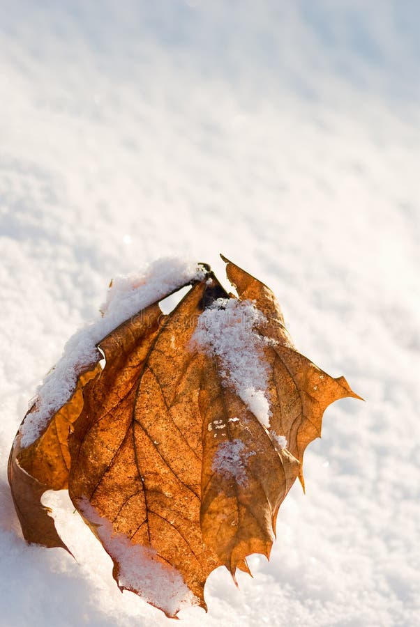 Red leaf and snow stock image. Image of snowflakes, white - 7703379