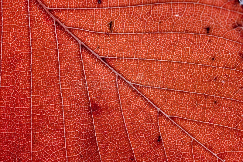 Red Leaf Texture. Macro Leaf Skeleton. Red Autumn Leaves Background ...