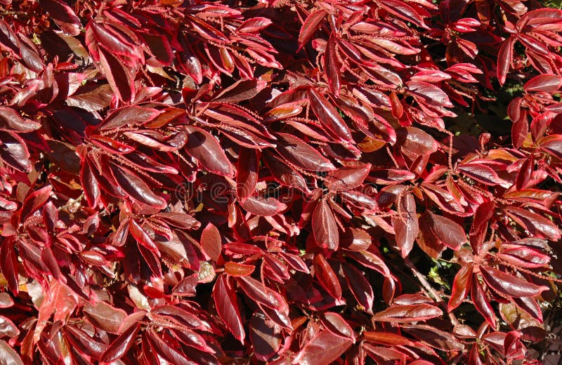 Red leaves