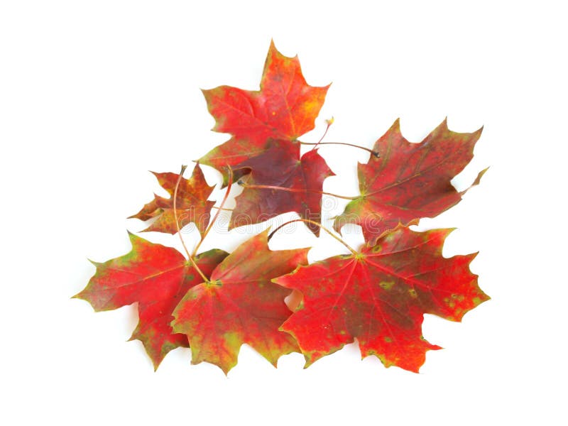 Red leaves stock image. Image of weather, september, time 16278517