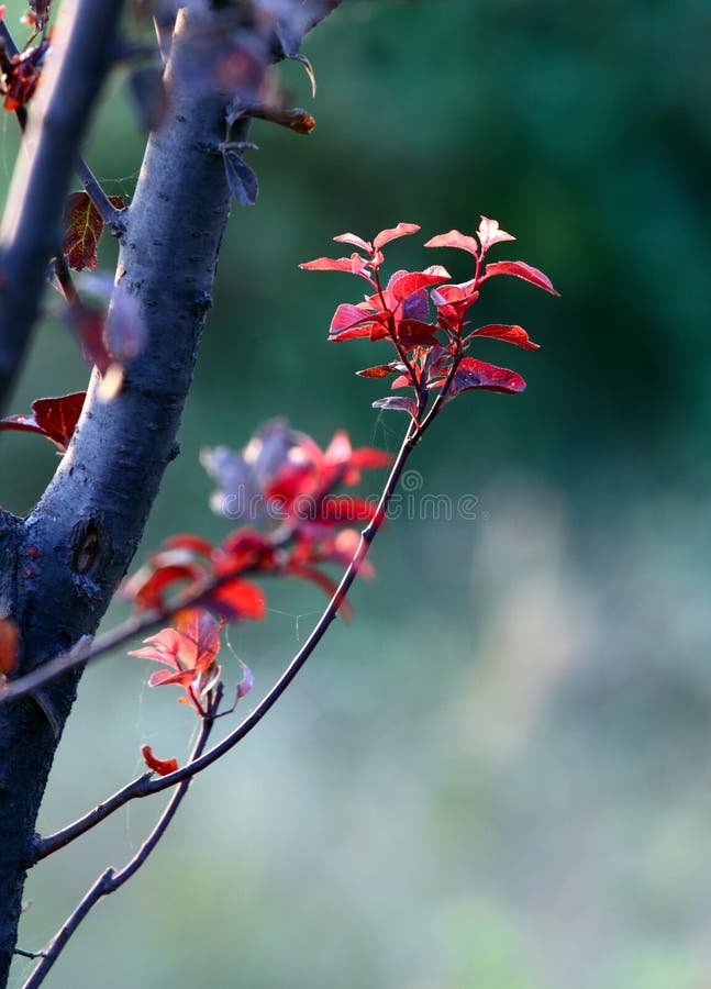 Red leaves