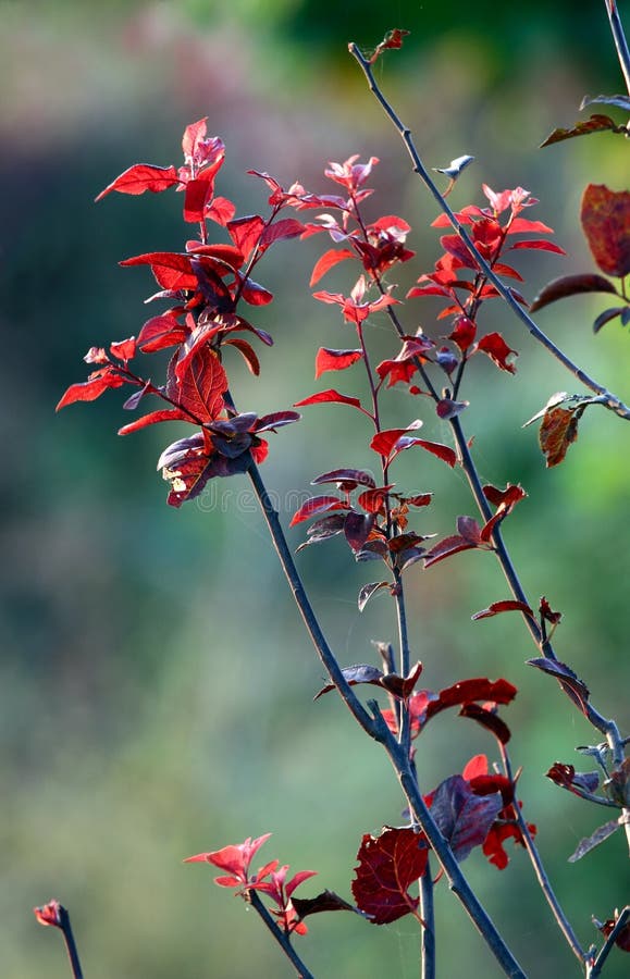 Red leaves stock images