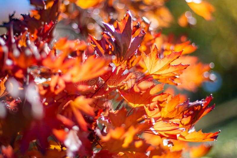 Red leaves during autumn fall season at mount lofty botanical gardens south australia on 16th April 2019 royalty free stock images Red leaves during autumn fall season at mount lofty botanical gardens south australia on 16th April 2019 royalty free stock images