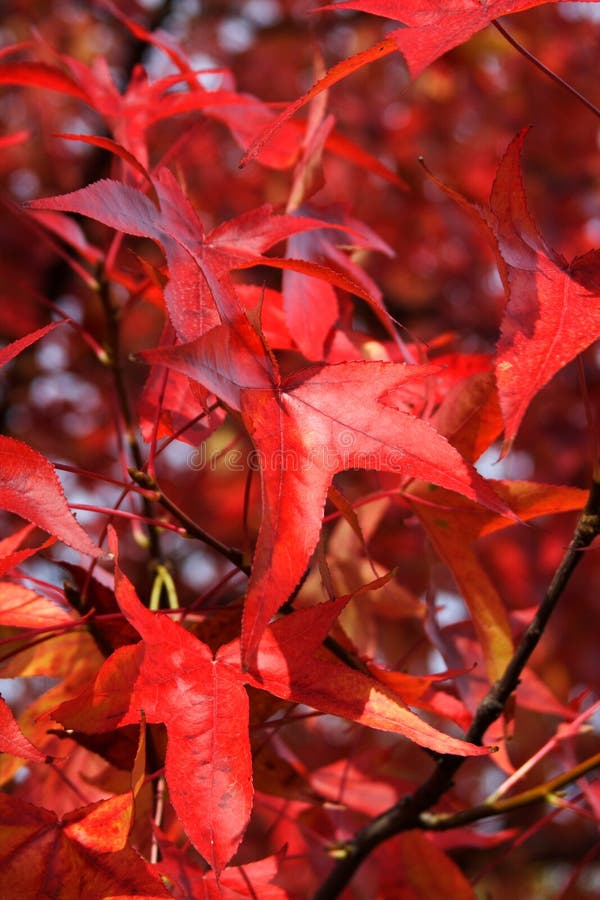 Red leaves at fall