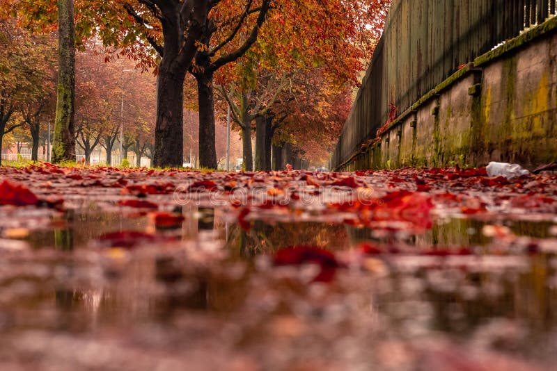 19 7 Red Leaves Falling Photos Free Royalty Free Stock Photos From Dreamstime