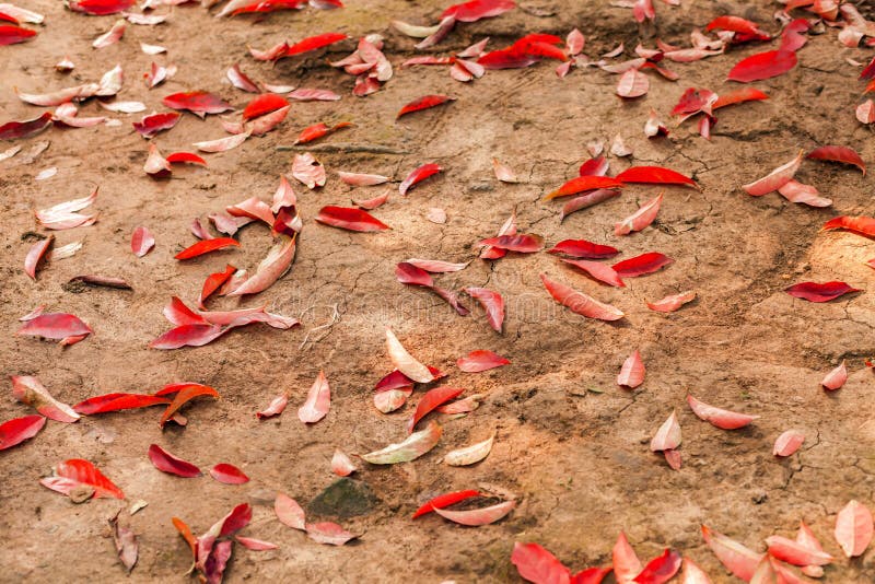 13 354 Red Leaves Falling Tree Photos Free Royalty Free Stock Photos From Dreamstime