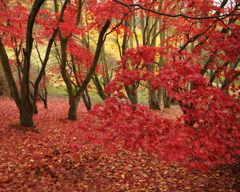 A forest of trees framed by a carpet of fallen leaves on the ground and a large number of leaves on the branches. Distant trees of yellow and green can be viewed through the branches of the foreground woods. A forest of trees framed by a carpet of fallen leaves on the ground and a large number of leaves on the branches. Distant trees of yellow and green can be viewed through the branches of the foreground woods