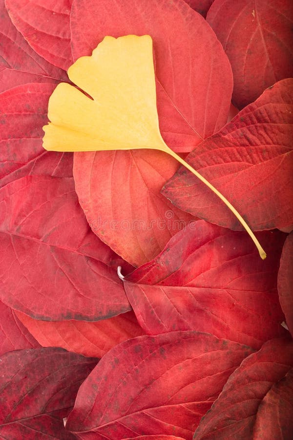 Red leaves and gingko biloba leaf autm background