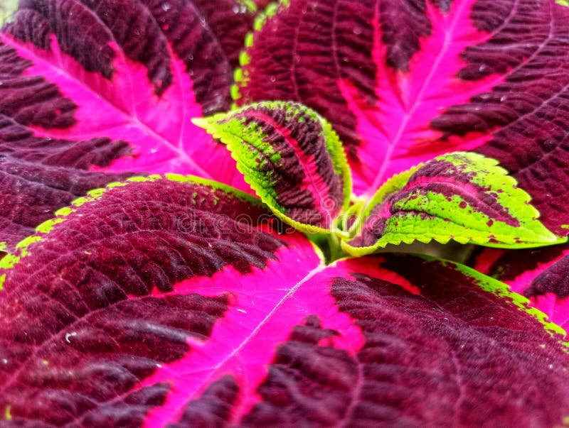 The Red Leaves with a Green Stripe on the Edges and a Pink Stripe in
