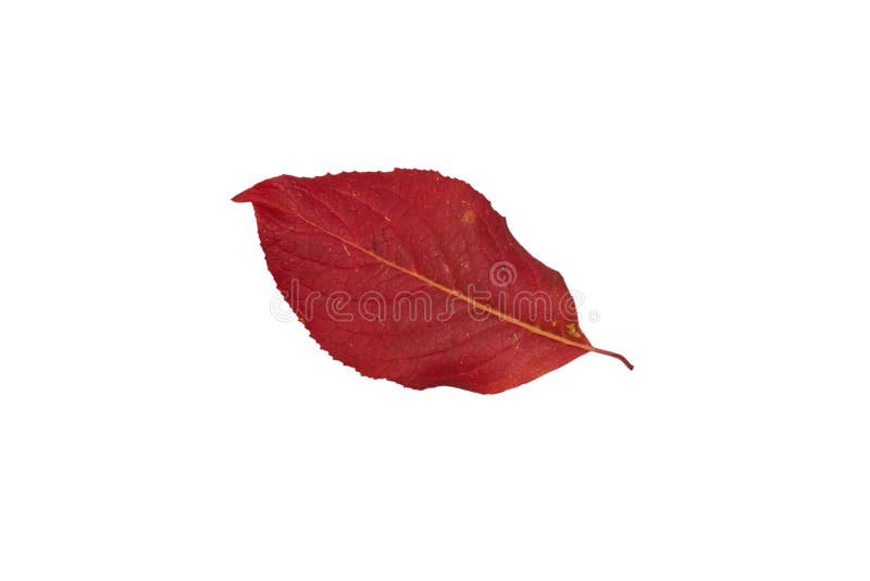 Red Leaves Isolated,autumn Red Leaves from a Tree on a White Background Stock Image Image of