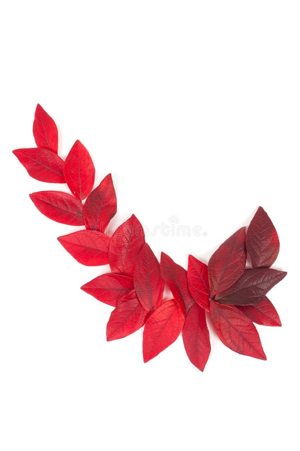 Red leaves isolated stock image. Image of closer, seasons 42810949