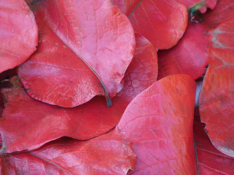 13 354 Red Leaves Falling Tree Photos Free Royalty Free Stock Photos From Dreamstime