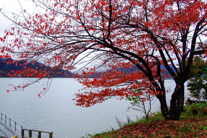 The Red Leaves Tree at the Lakeside in the Autumn, Stock Image Image