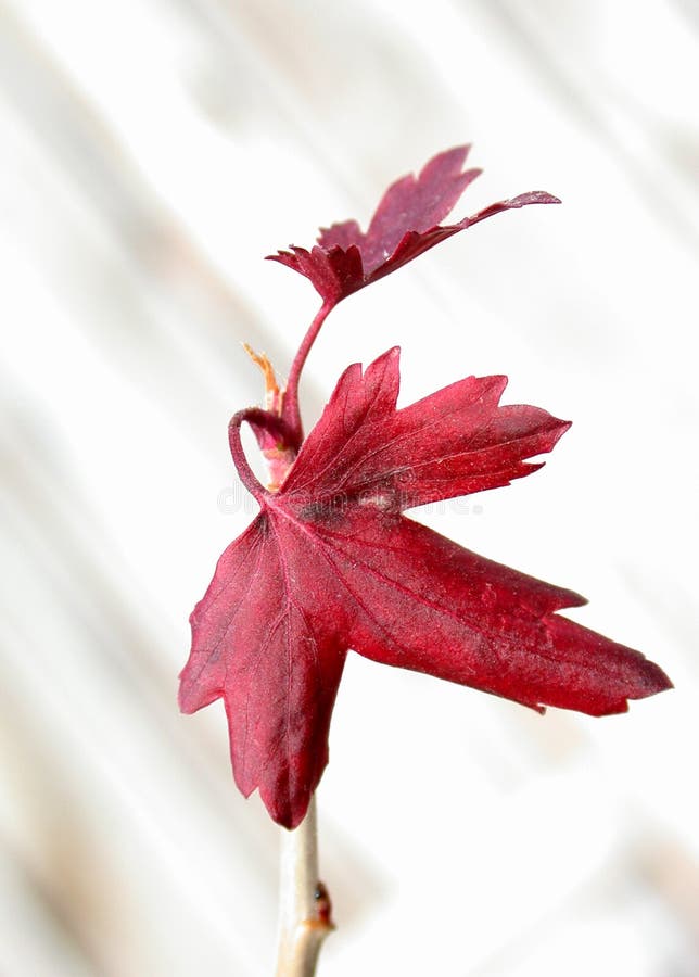 Red Leaves on White Background Stock Photo Image of color, plant 44194