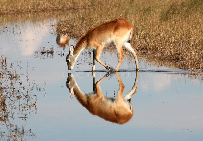 Red Lechwe Drinking royalty free stock photography