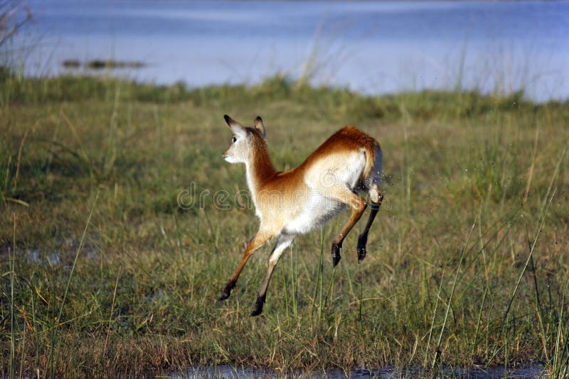 Red Lechwe - Okavango Delta - Botswana royalty free stock photography