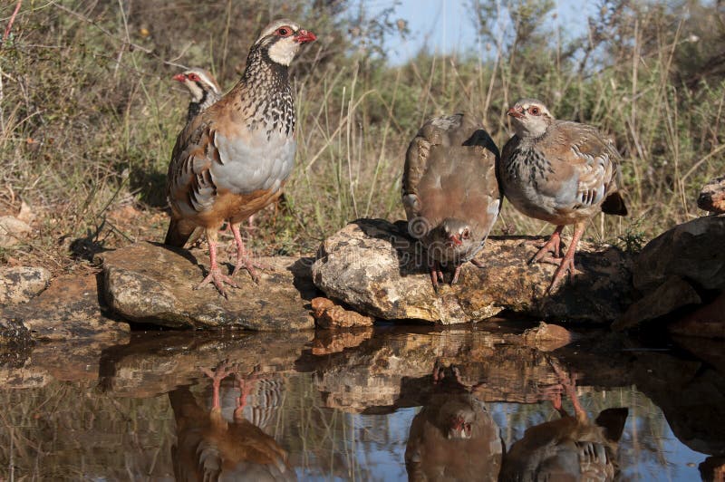 The red-legged, Alectoris rufa, family drinking water