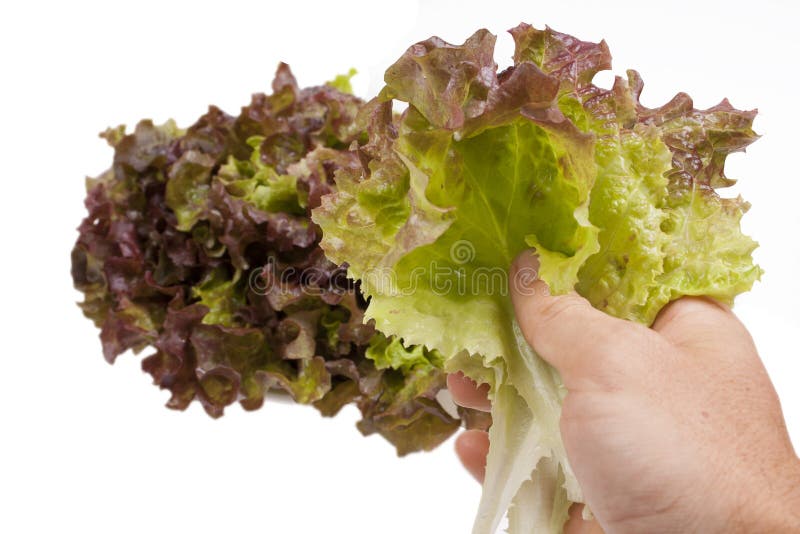 Red lettuce stock image. Image of green, girl, closeup 26799131