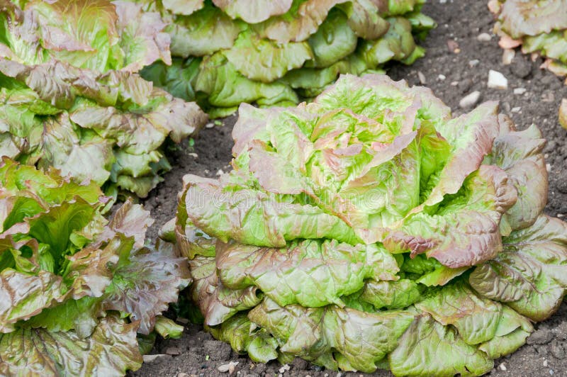 Red lettuce plants stock image. Image of allotment, growing 85330753