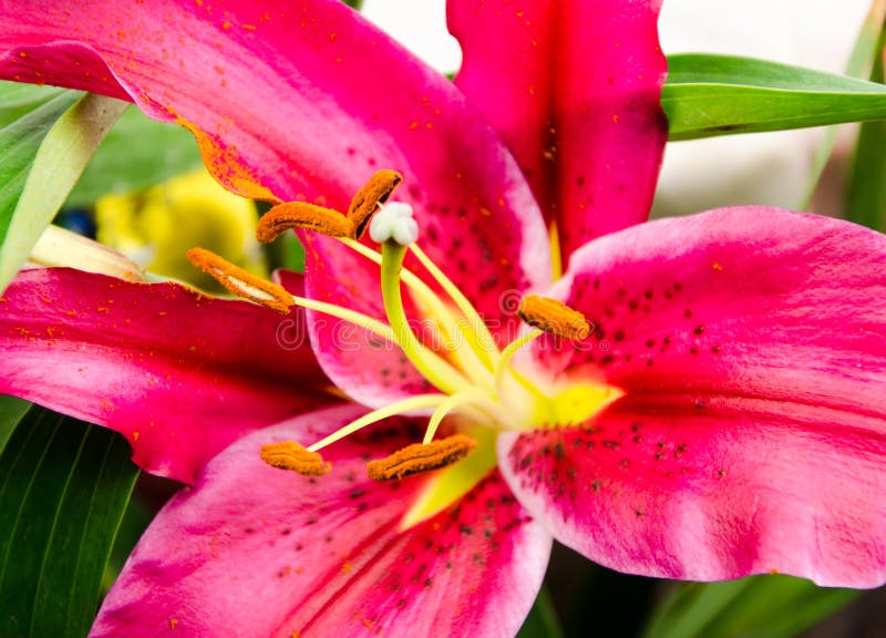 The red lilies stock image. Image of plant, lilium, nature 37616349