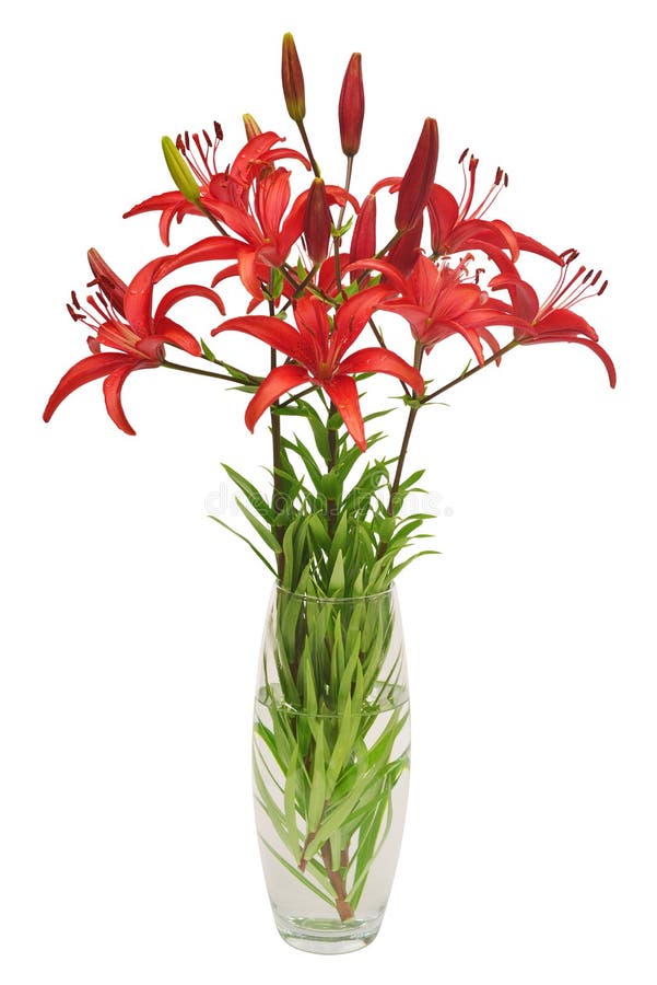 Red lilies bouquet in a vase isolated on white background. Beautiful still life. Flowers in the shape of a star