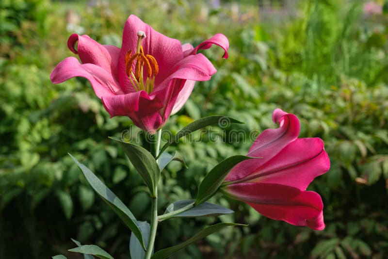 Lirio sobre el flor una cama en el verano jardín.