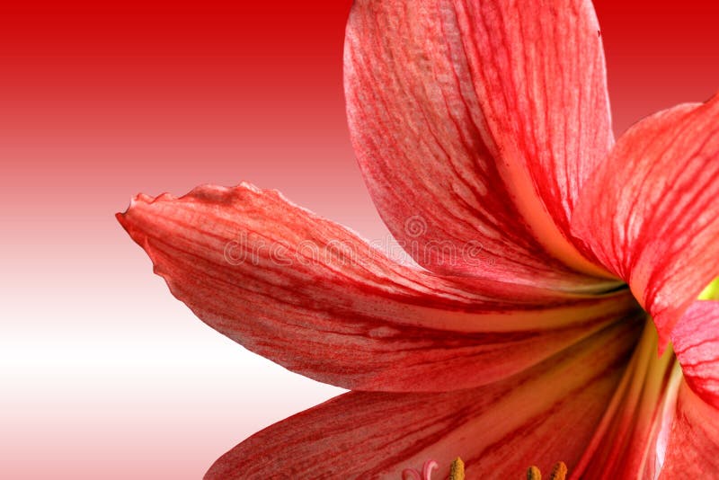 Red lily