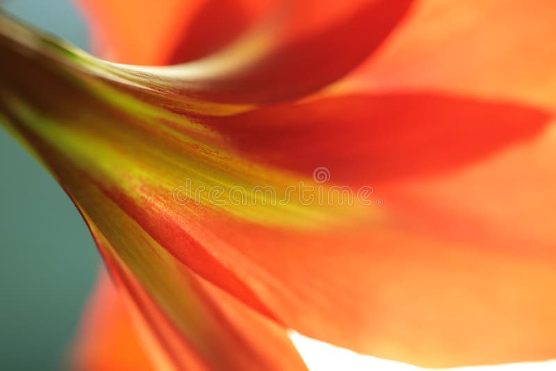 Red lily from back side
