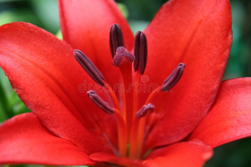 Red lily close up