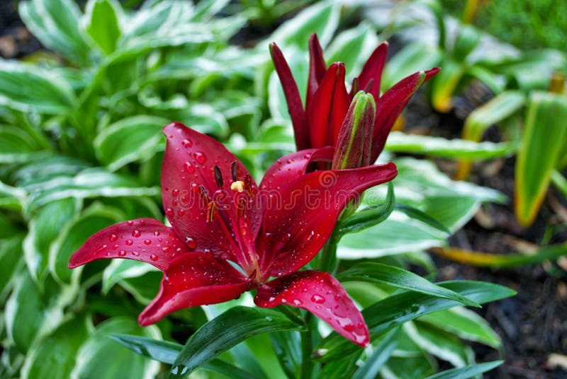 Red Lily Flower Blooming Early in the Season Spring Stock Image Image
