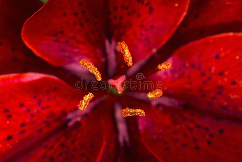 Red lily flower closeup view