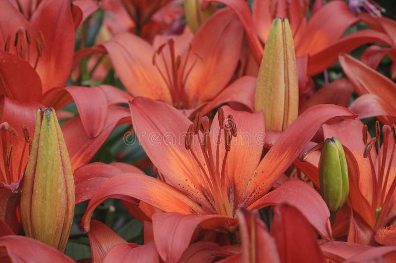 The Red Lily flowers and buds