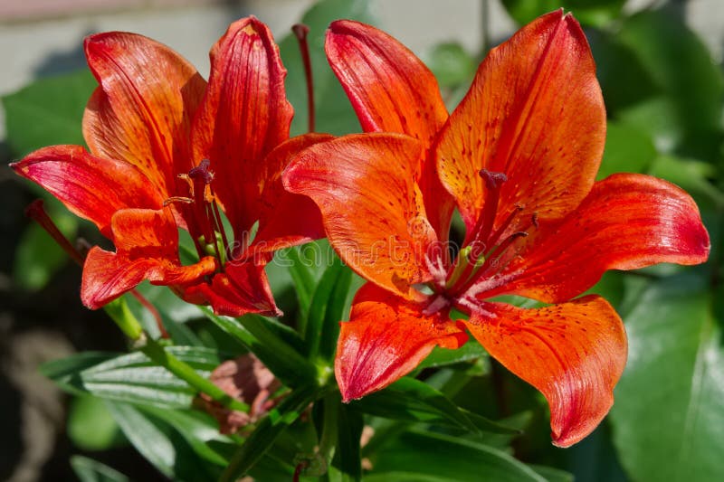 Red lily flowers in the garden.