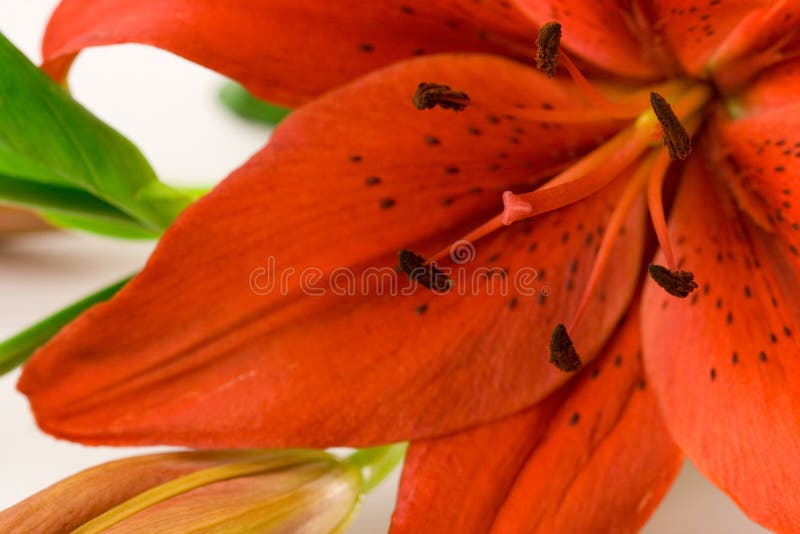 Red Lily Macro