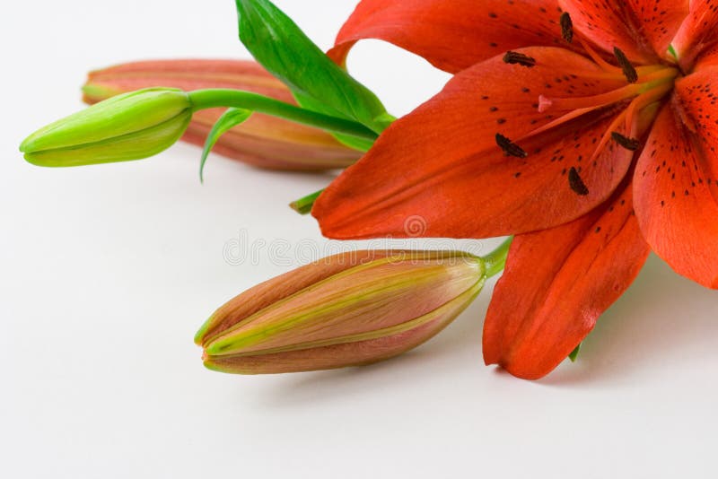 Red Lily Macro