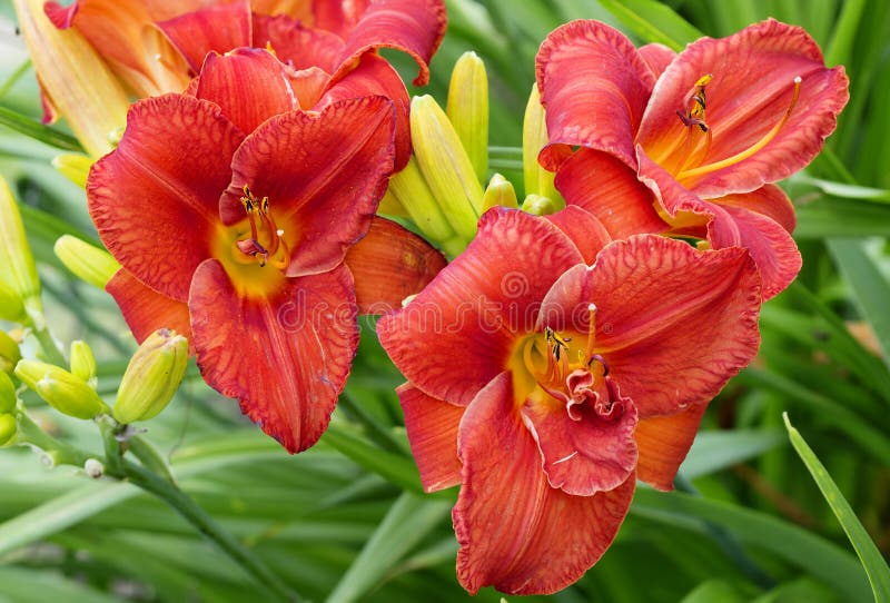 Red Lily. stock photo. Image of lily, daylily, garden - 123309126