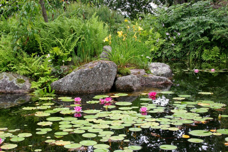 Red Lily Pond