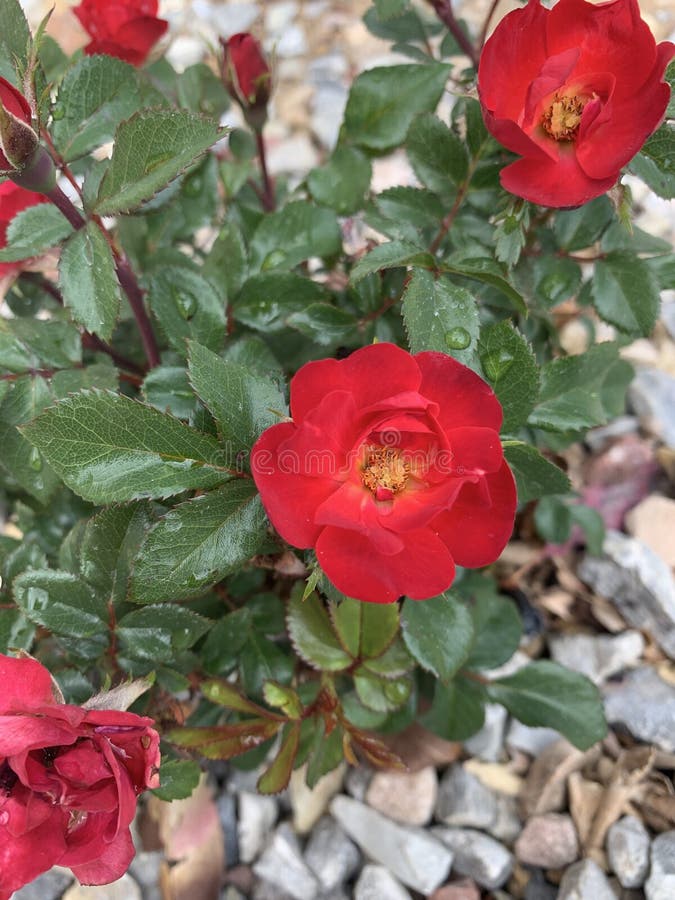 Red lipstick Rose stock image. Image of blossom, shrub - 249225211