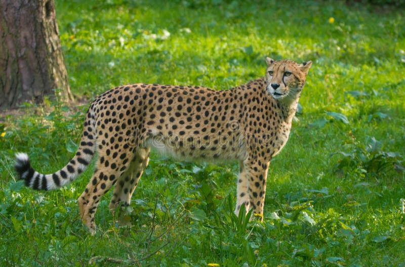 Red List Animal - Cheetah or Cheeta, Fastest Land Animal, Large Stock ...