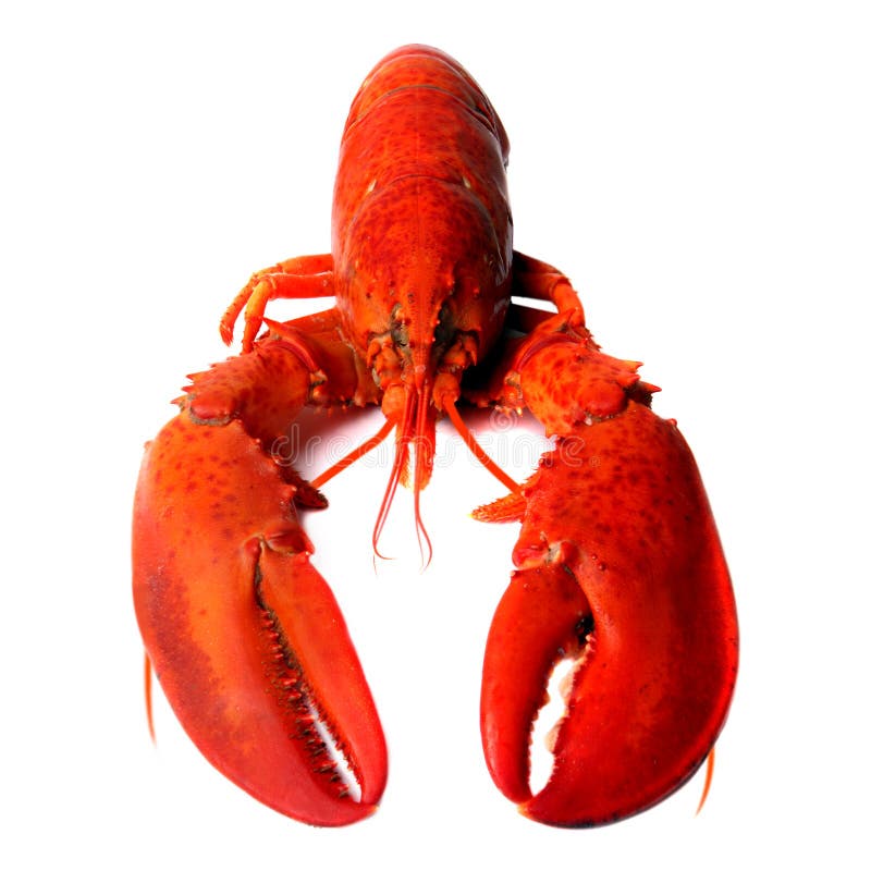 Whole red lobster isolated on white background