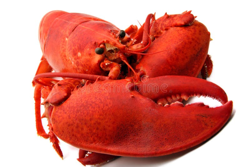 Red lobster stock image. Image of lobster, fresh, crustacean 6129885