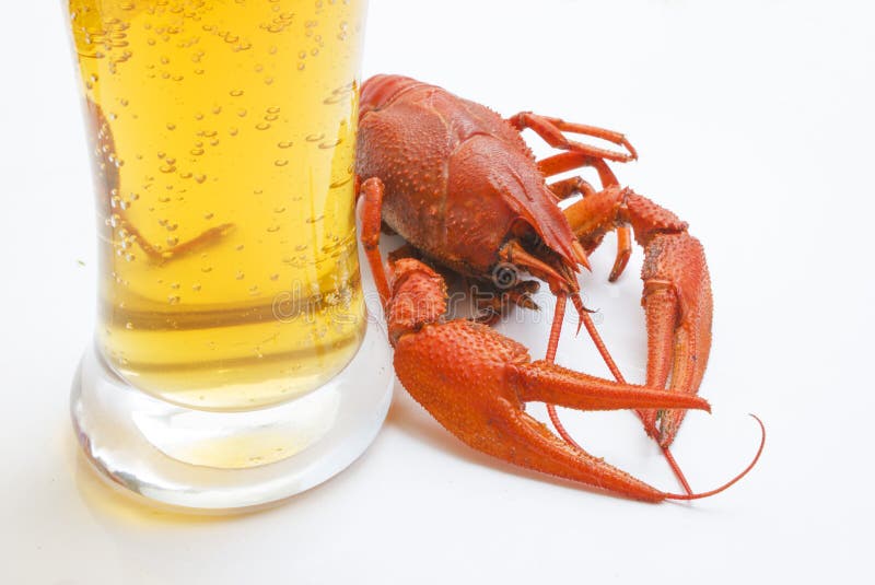 Beer with lobster stock image. Image of beer, animal 15421407