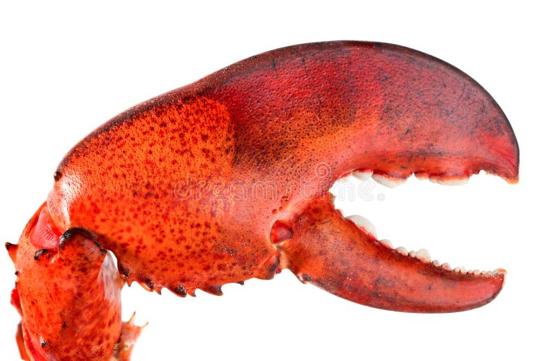 Lobster s claw stock photo. Image of shellfish, gourmet 16957062