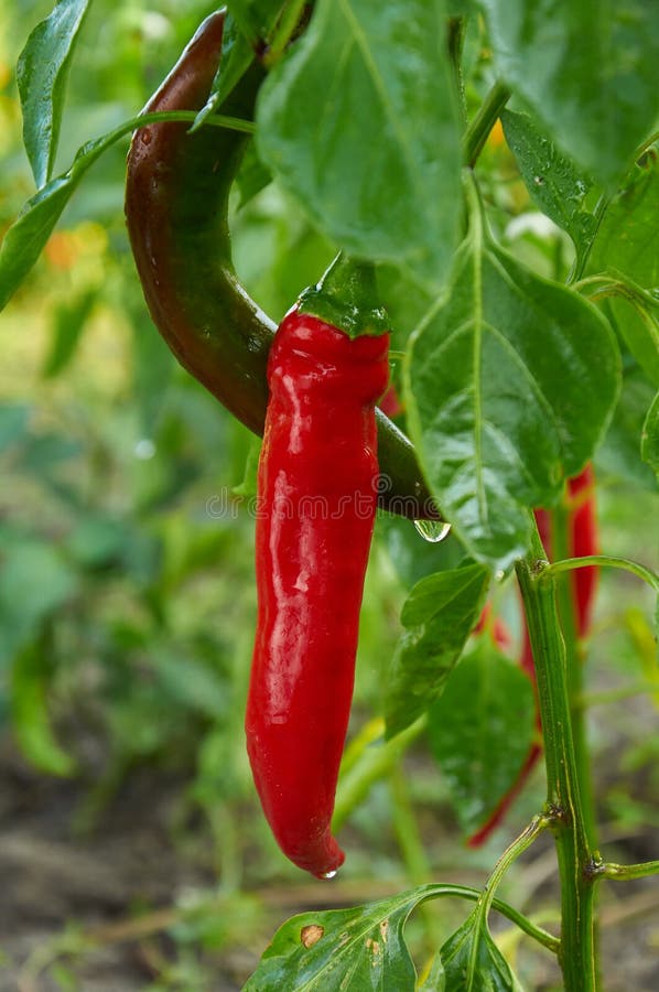Red long hot pepper stock image. Image of peppers, soil 85552471