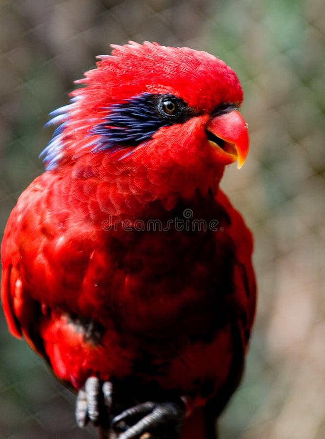 Red Lorikeet