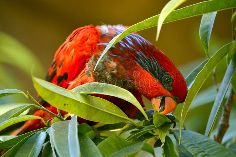 Red Lory parrot stock photo. Image of animals, captive - 201265258
